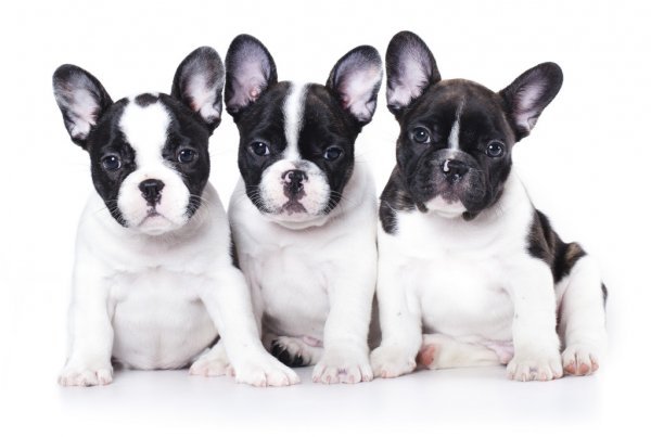 Frenchton Puppies Pictures